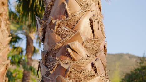 close up of the brown trunk of a palm tree, handheld