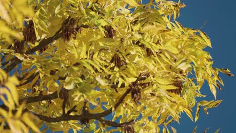 bright yellow leaves against the cloudless blue sky