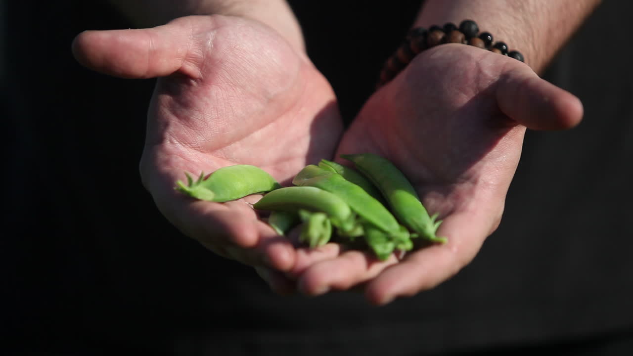 manos presentes judías verdes o vainas de guisantes