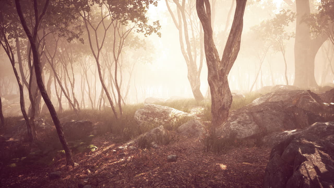 Rayos de sol en un bosque en una mañana brumosa