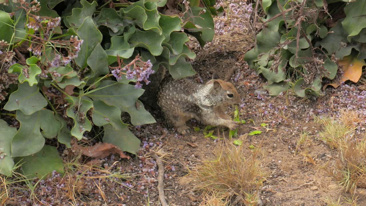 일부 식물 옆에서 아보카도를 먹는 아름답고 귀여운 작은 다람쥐