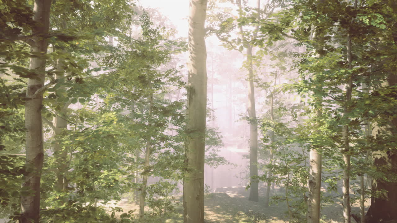 아침 빛은 은 풍경에서 울창한 숲을 가로질러 필터링합니다.