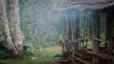group of chickens sitting in wooden hut in tropical countryside