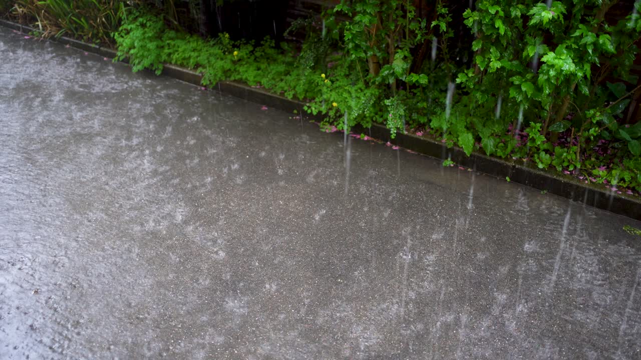 Heavy raindrops hitting the wet ground with lush green foliage in the background, daytime