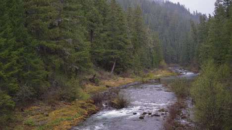 Panorámica-De-La-Cámara-Del-Río-Y-El-Bosque-Del-Noroeste-Del-Pacífico