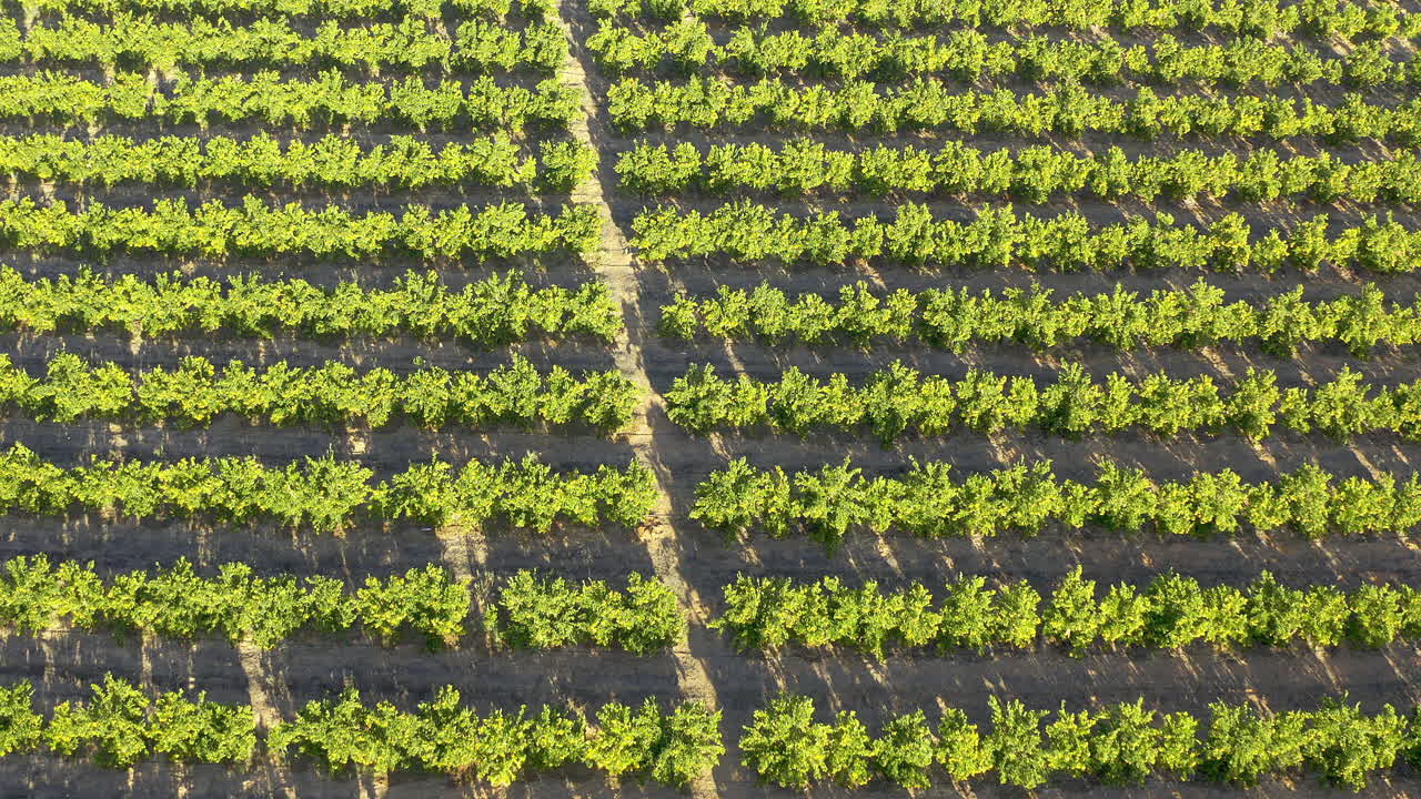 de la semilla a los arbustos de cítricos prósperos