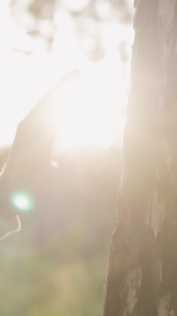 леди осторожно касается ствола дерева на закате. молодая женщина наслаждается красотой природы под теплым солнечным светом, гуляя в лесу вечером. расслабление на свежем воздухе