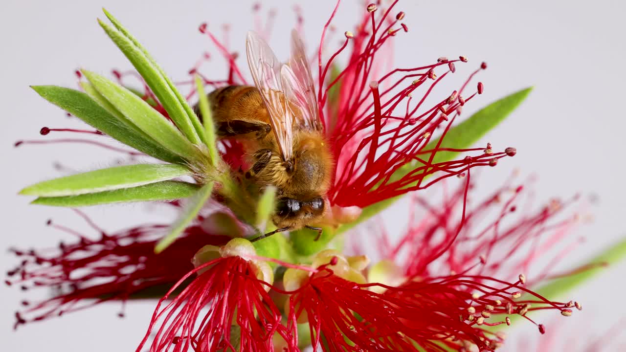 A honeybee interacts with a vivid red bottlebrush flower under bright lighting, showcasing intricate details in a macro perspective