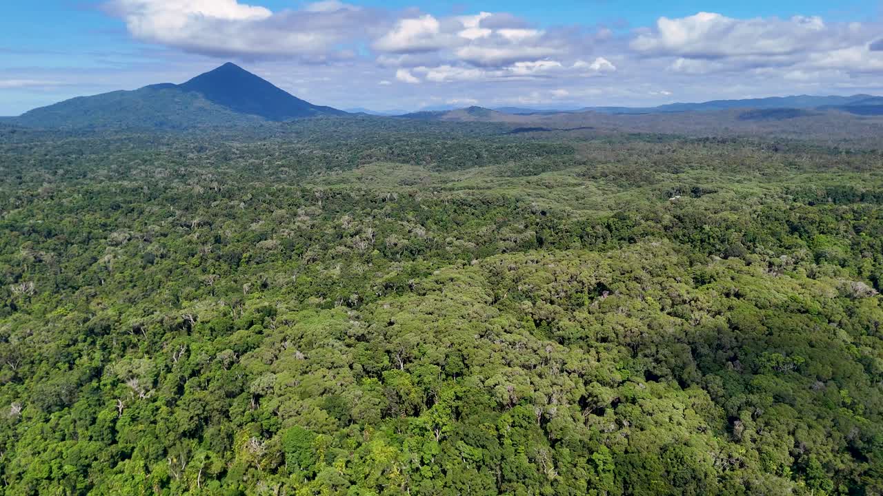 Drone captures expansive views of the vibrant Daintree rainforest, highlighting dense greenery and distant mountains under clear skies