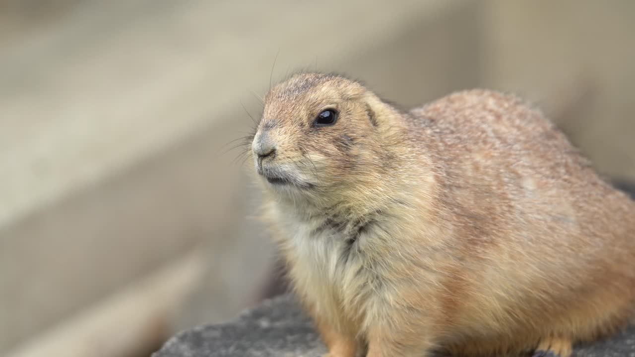 Black-tailed Prairie Dog Slowly Turns Around (Handheld)