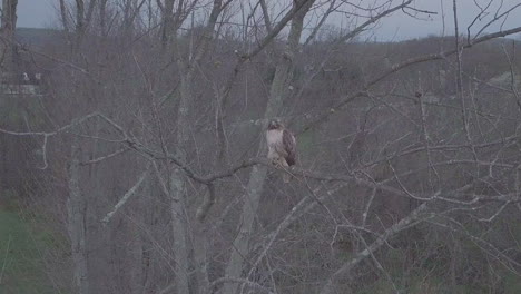 Bird-perched-on-tree-branch