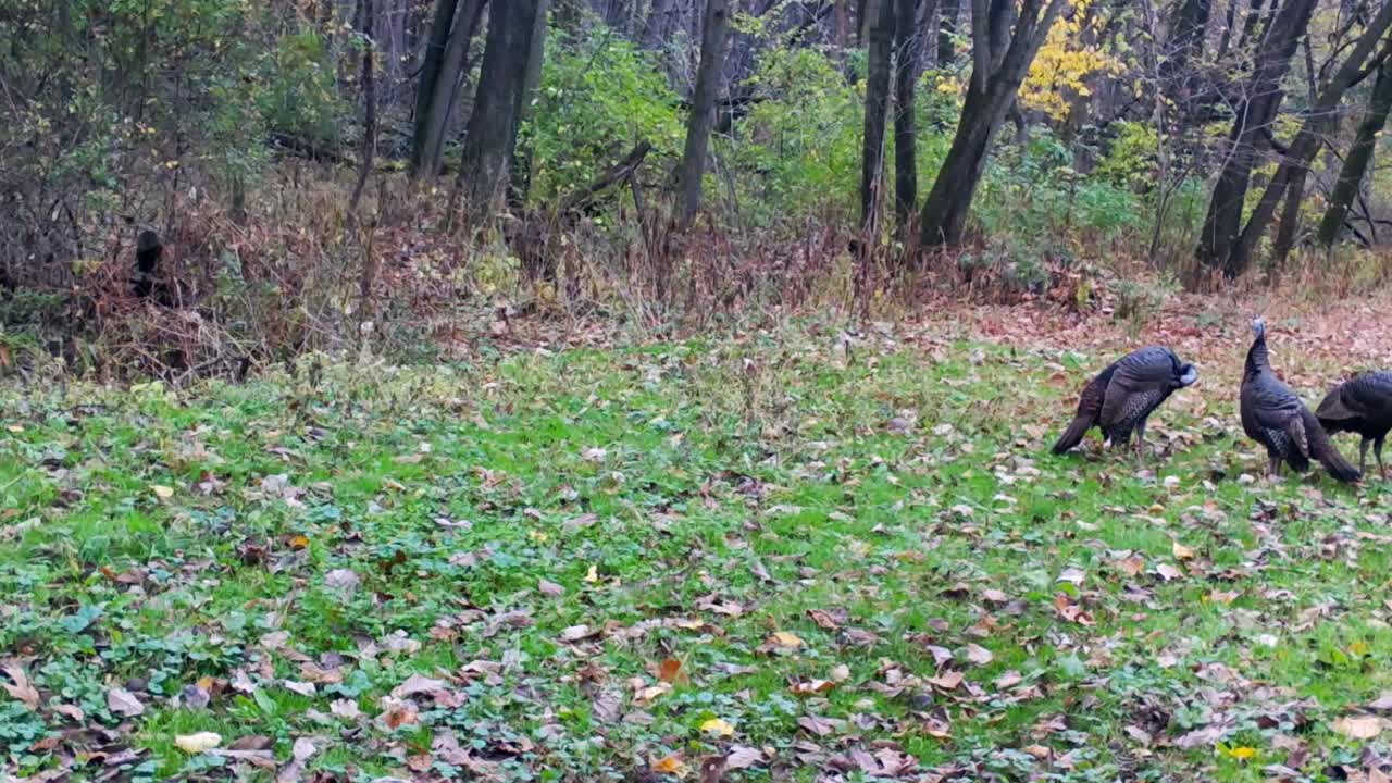 Three wild turkey foraging in a clearing in a wooded area in the Midwest in late summer; foraging squirrel gets spooked by turkey antics; wild game management and game camera