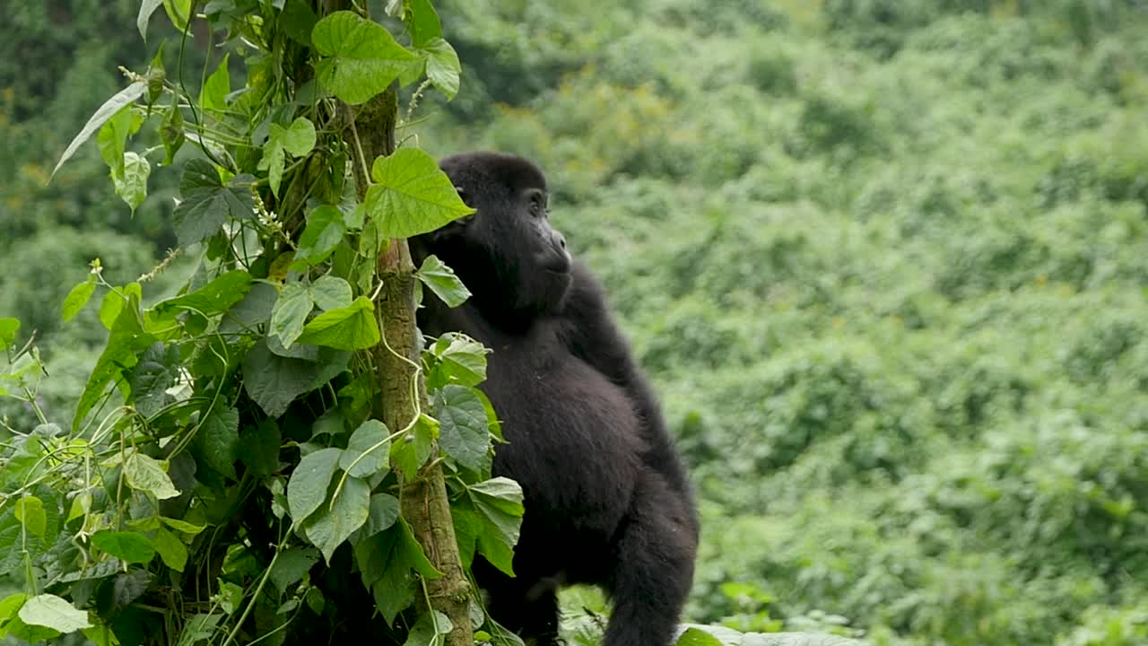 Primo piano, ripresa con gimbal al rallentatore di un giovane gorilla di montagna in via di estinzione, che vive nel suo habitat naturale nella giungla, nel Parco Nazionale della Foresta Impenetrabile di Bwindi in Uganda, Africa.