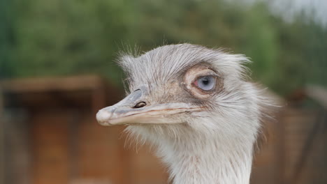 retrato de un lindo avestruz en la granja