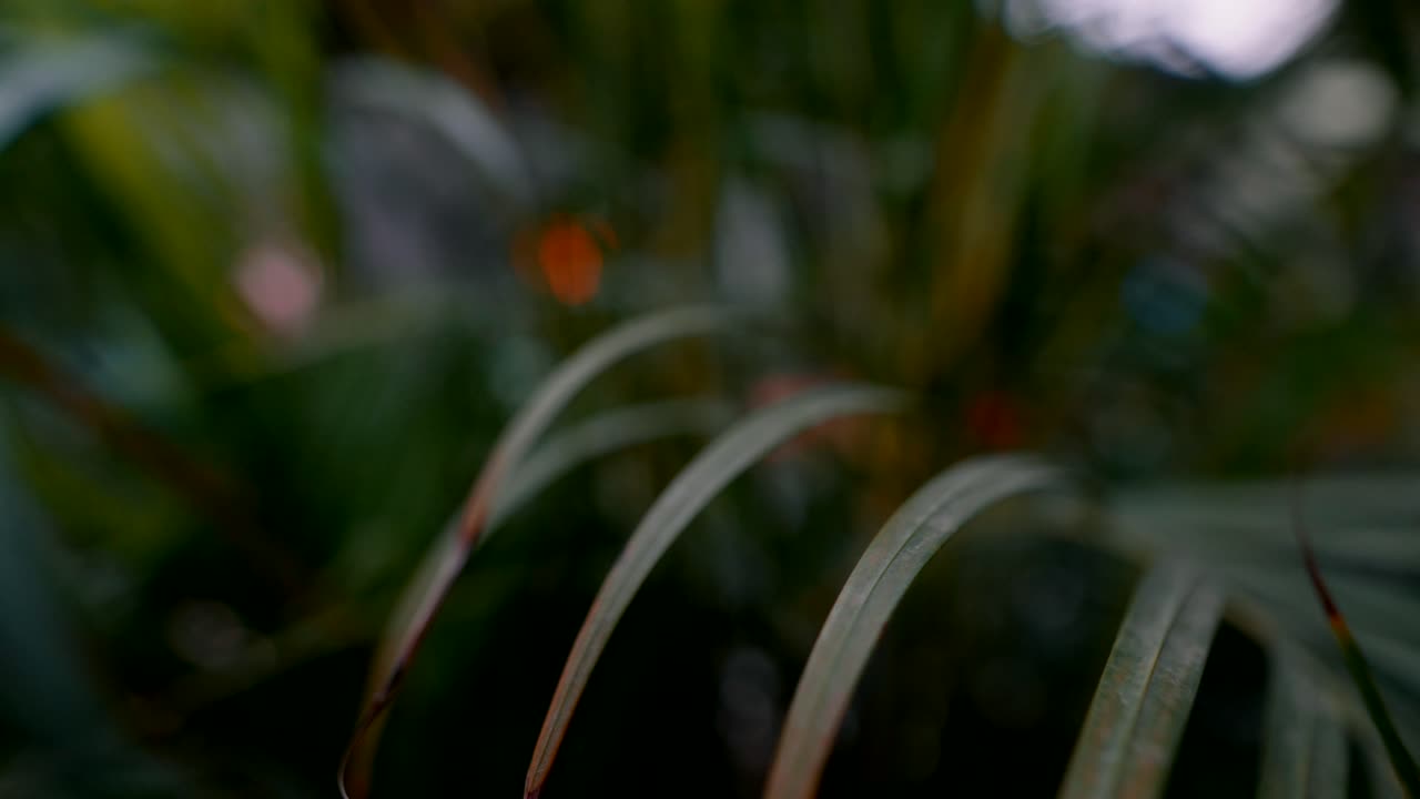 primer plano de las hojas de palma