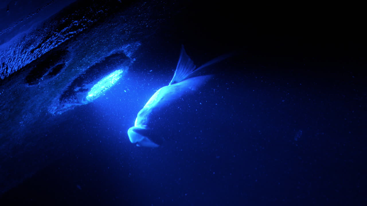 Close up of fish swimming in an aquarium illuminated with blue lights