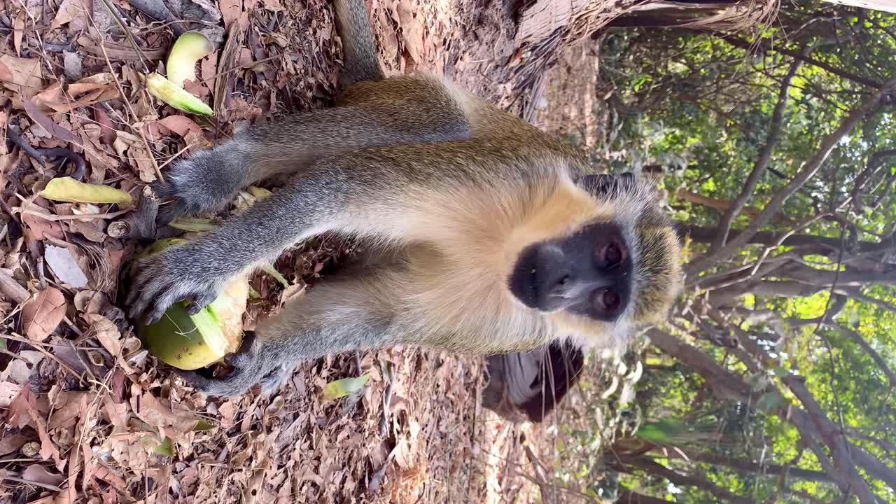 mono de terciopelo verde comiendo pacíficamente un coco en el parque forestal de bijilo en gambia