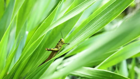 primer plano de un saltamontes posado en hojas de hierba verde vibrante