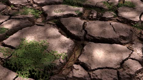 cracked earth with sparse grass