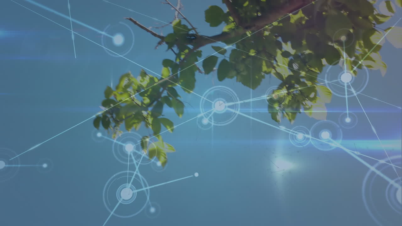 Animation of network of connections over tree and blue sky
