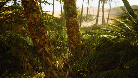 the palms oasis trail is one of many popular hikes in national park