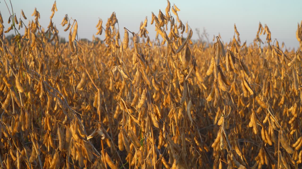 A golden soybean field under warm late afternoon sunlight.