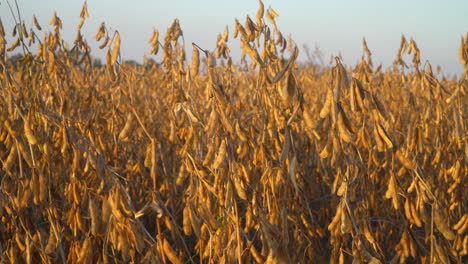 a golden soybean field under warm late afternoon sunlight.