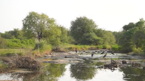 wide shot of a flock of black stork or ciconia nigra finding insects or fish in a forest pond or water stream in madhya pradesh india