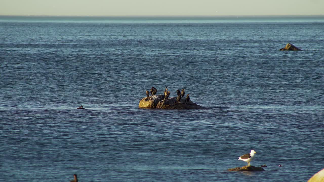 바위 위에 앉아 있는 새