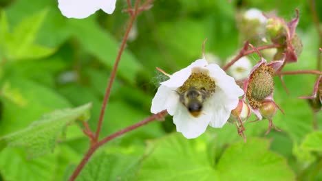 western honey bee gathering pollen chased off blossom by a bumblebee