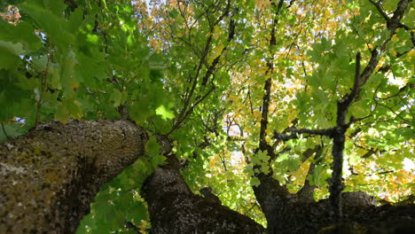 Low-angle-view-of-autumn-leaves-4k