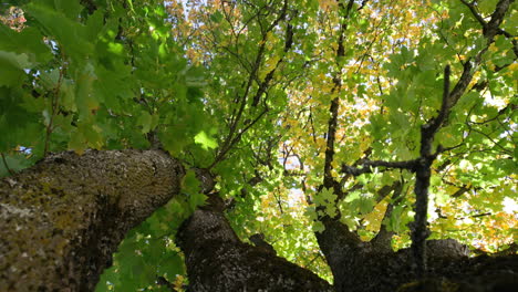 vista de ángulo bajo de las hojas de otoño 4k