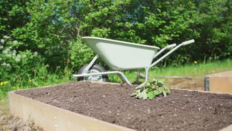 plants throwing on wooden garden raised bed with wheelbarrow at background