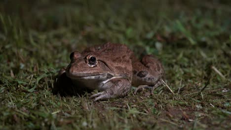 hoplobatrachus tigerius frogg in grass seating still