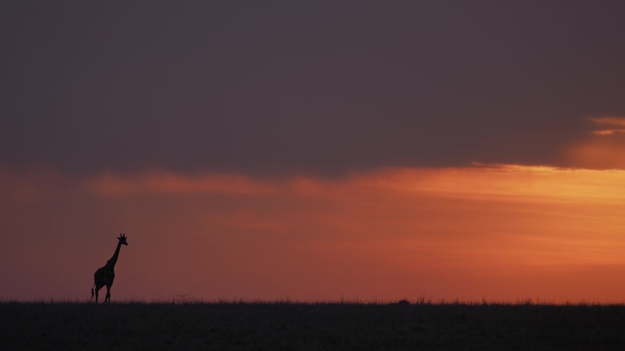 Silhouette di giraffa africana che cammina attraverso la savana durante uno spettacolare tramonto dorato