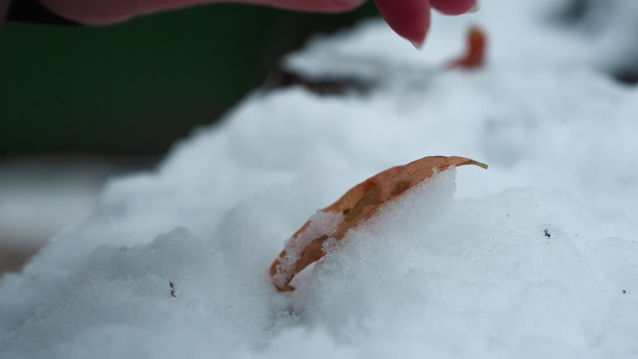 얼어붙은 얼음 위에 건조한 잎을 부드럽게 풀어주는 사람의 손의 클로즈업, 섬세한 움직임은 냉정하고 결정적인 눈과 인간 만지의 따뜻함을 대조합니다.