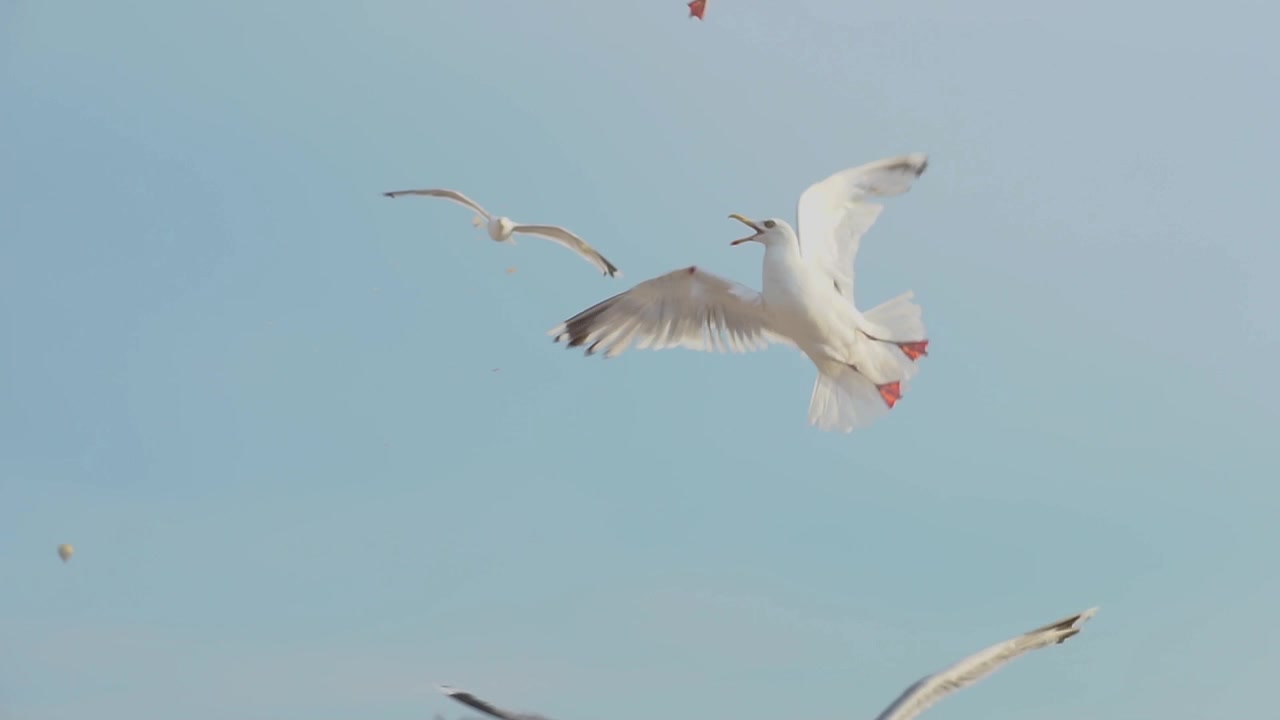 bird seagull trying to catch bread crumbs mid air in slow motion with blue sky