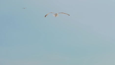 bird-seagull-trying-to-catch-bread-crumbs-mid-air-in-slow-motion-with-blue-sky