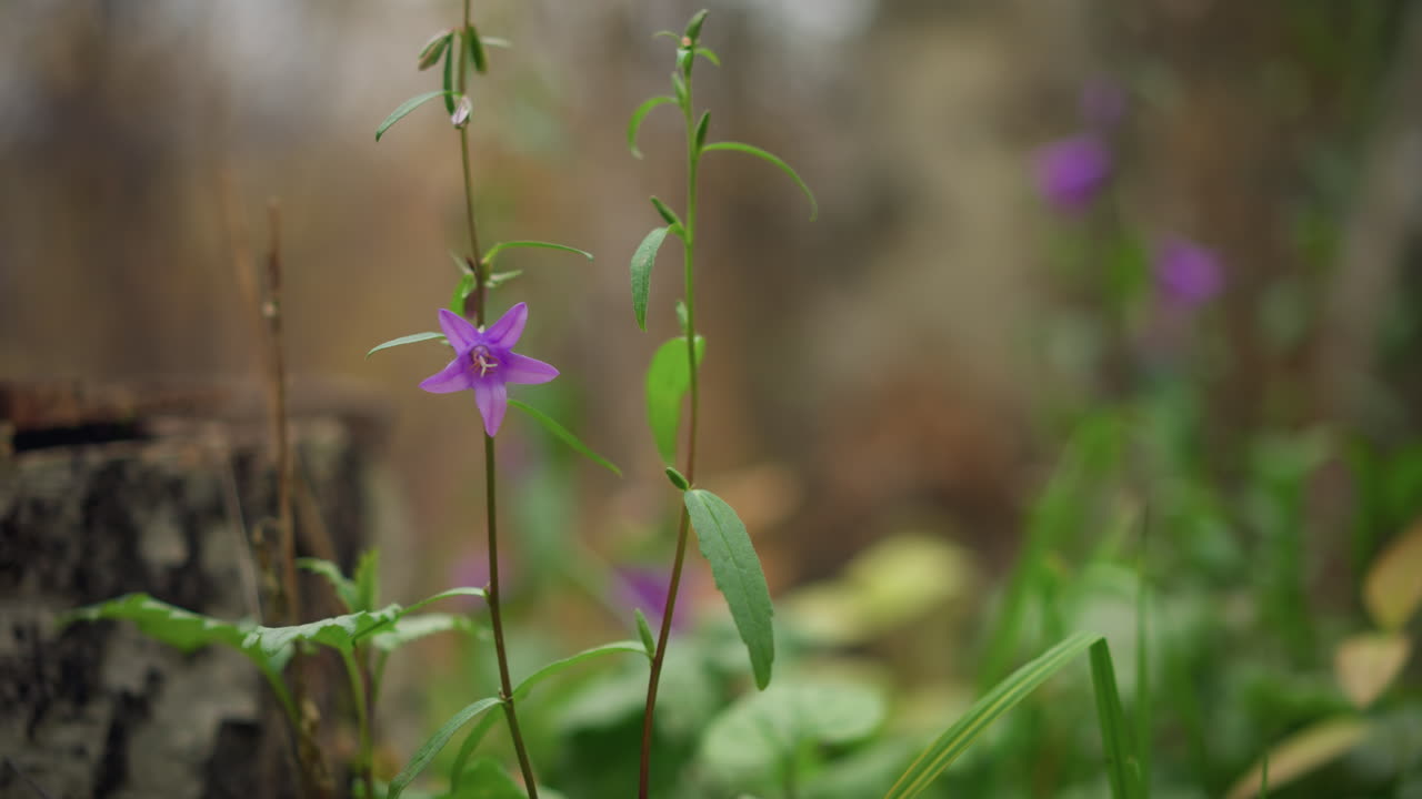 vista panorámica de la hermosa flor púrpura de pie alto entre la vegetación exuberante con fondo borroso de enfoque suave, pétalos vibrantes en contraste con ricas hojas verdes