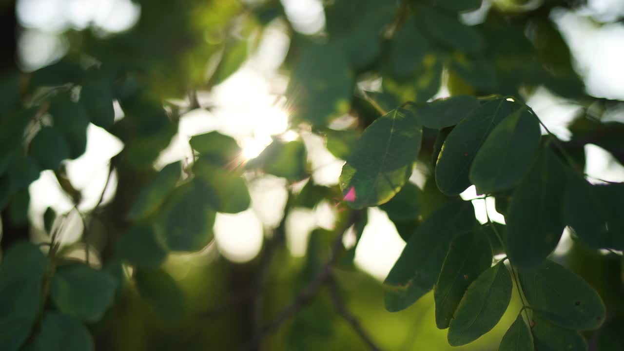 아름다운 가을 빛 풍경. 앞면에 다채로운 초록색과 노란색 잎을 가진 나무 가지의 근접 전망은 빛을 투명하게하는 흐릿한 자연적 인 배경에서 고립되어 있습니다.