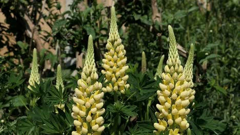 lupino, lupino, flores amarillas en un jardín de campo inglés