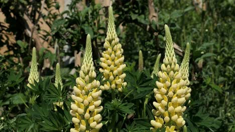 lupinus , lupin , yell flowers in an english country garden