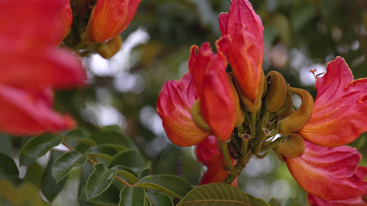 flor de árbol de tulipán africano de cerca en flores y tallo en el medio silvestre