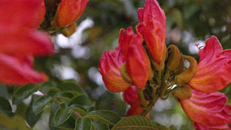 アフリカのチューリップの木の花が野生の花と茎にクローズアップ