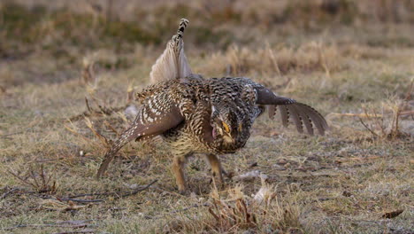 el macho de la gallina de cola afilada baila en la hierba de la pradera lek en la mañana de primavera