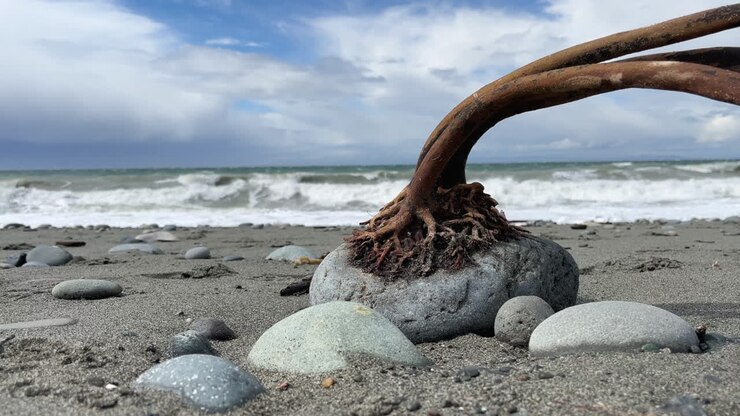 Rizoidi di kelp aggrappati a una roccia lungo la costa di Dungeness Split nella Penisola Olimpica dello Stato di Washington.