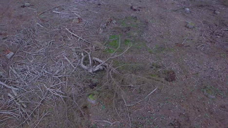 pile of dried branches of trees in the forest ground affected by deforestation