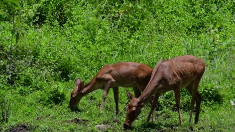 El-Ciervo-Del-Campo-Es-Una-Especie-En-Peligro-De-Extinción-Debido-A-La-Pérdida-De-Hábitat-Y-La-Caza