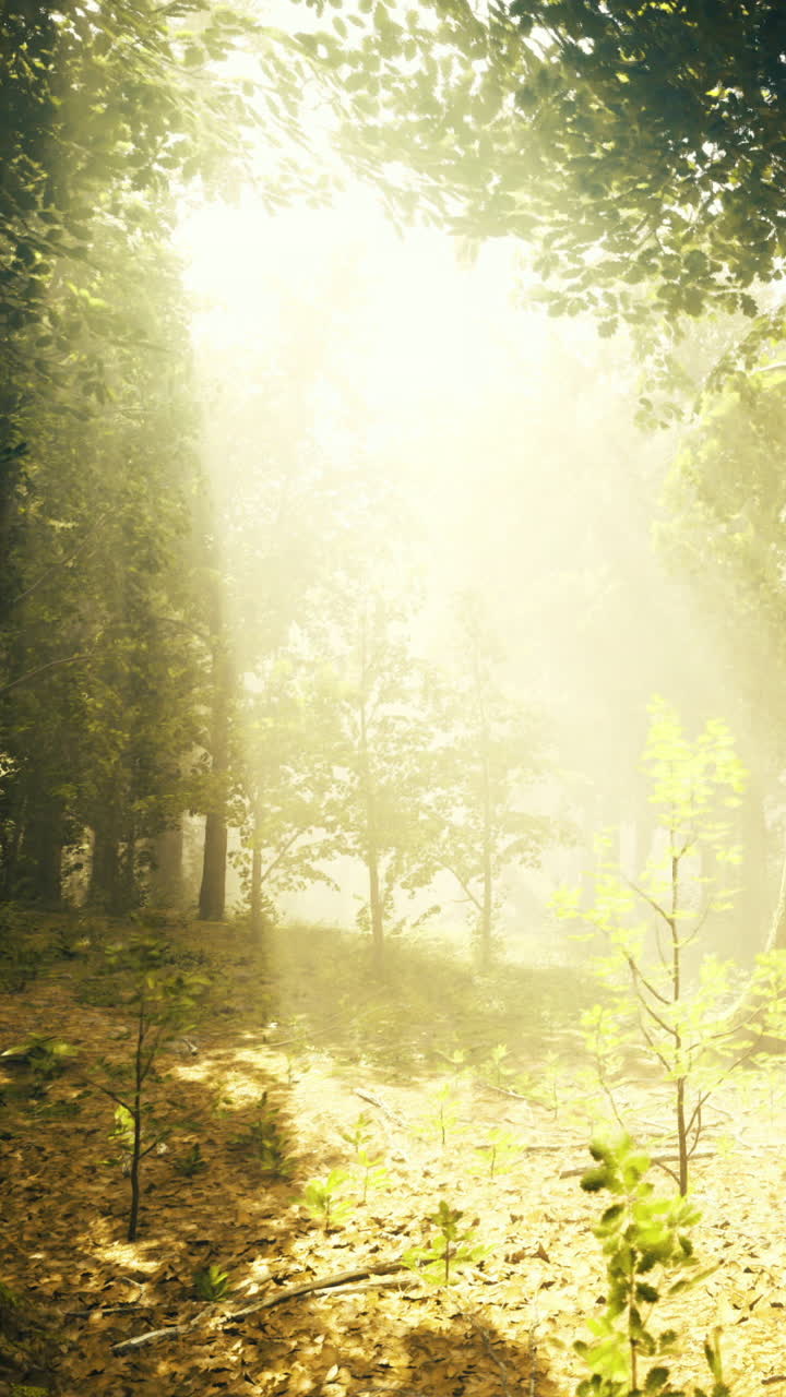 Enchanted forest bathed in sunlight creates a magical experience