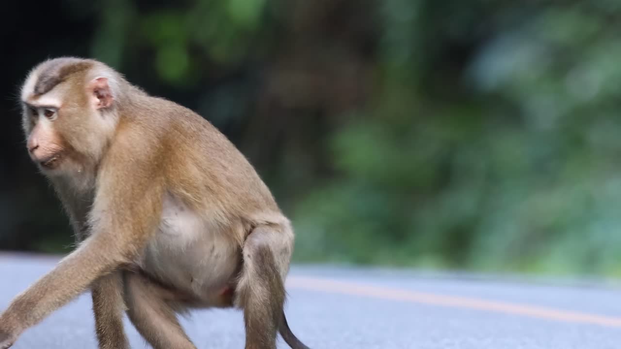 A monkey sits and then walks along the edge of a road, surrounded by greenery.